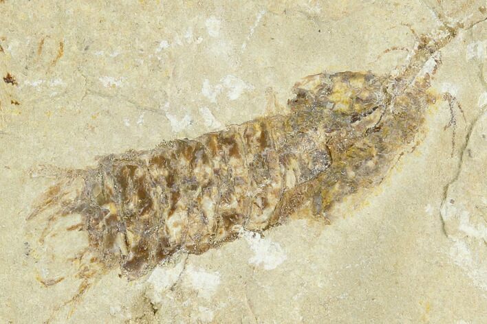 Fossil Mantis Shrimp (Pseudosculda) - Lebanon #123995